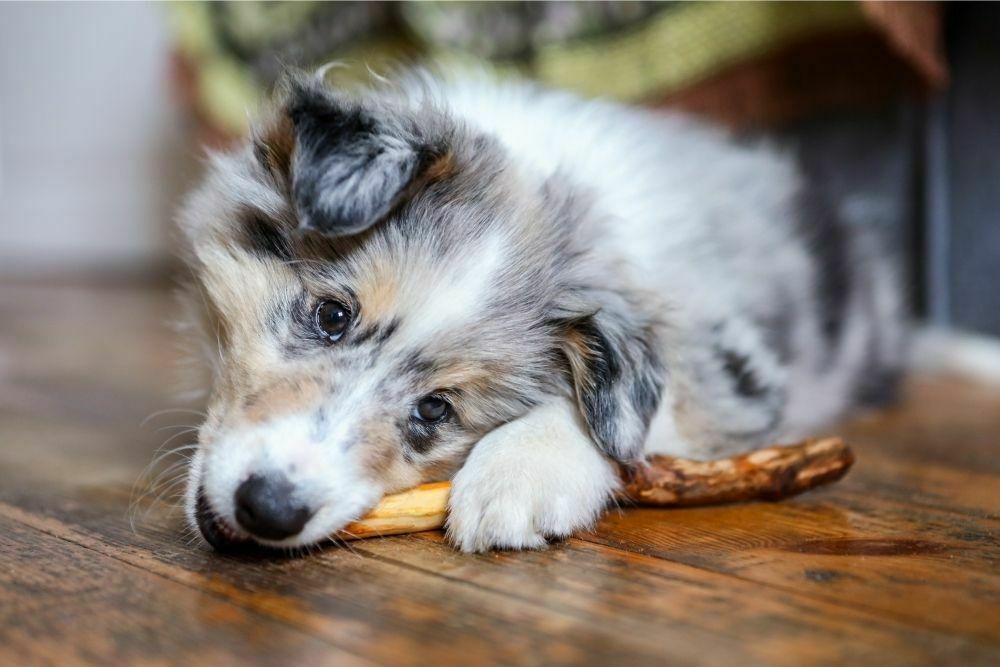 How long should a puppy chew on a bully stick2