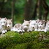 How Many Puppies Can a Husky Have + First Time Litter Sizes