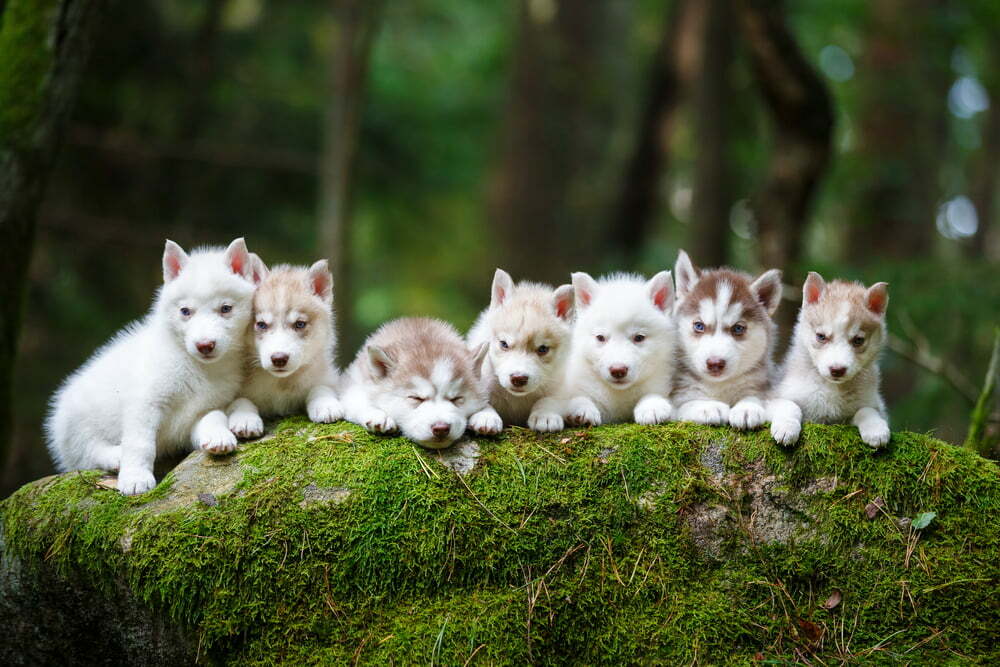 how many babies can a siberian husky have