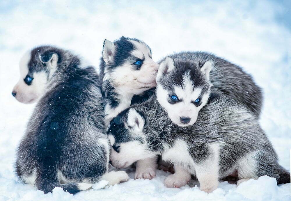 How many puppies can a husky have