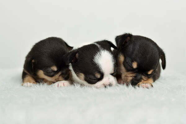 How Many Puppies Do Chihuahuas