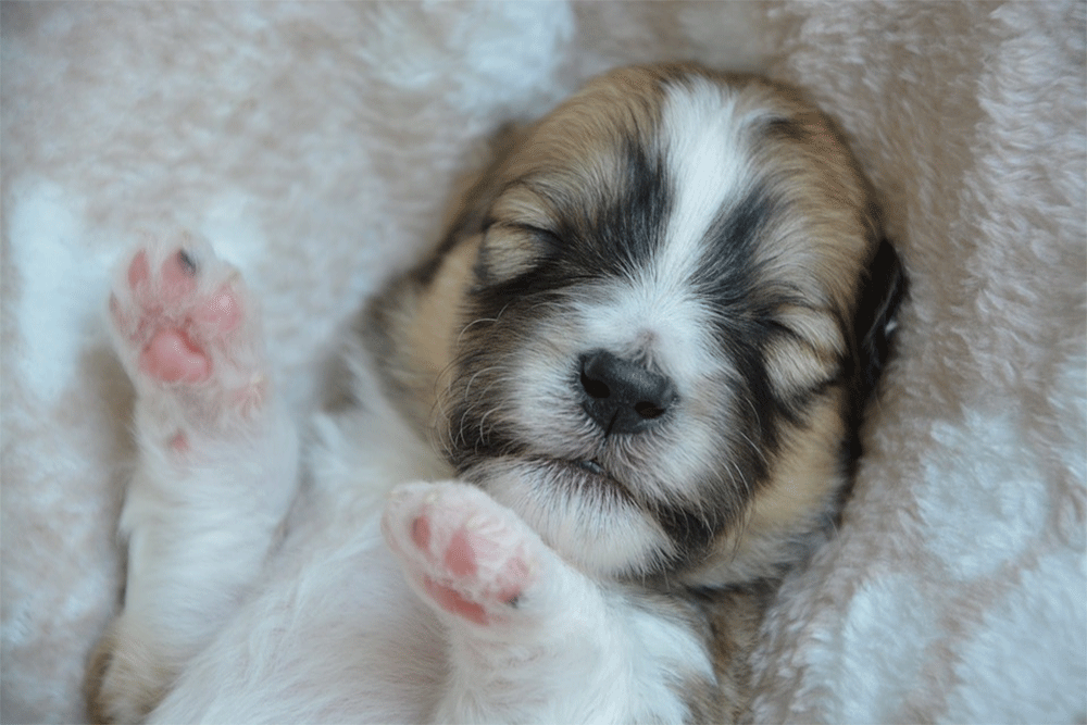 How many puppies do shih tzus have in a litter usually. Gi1f