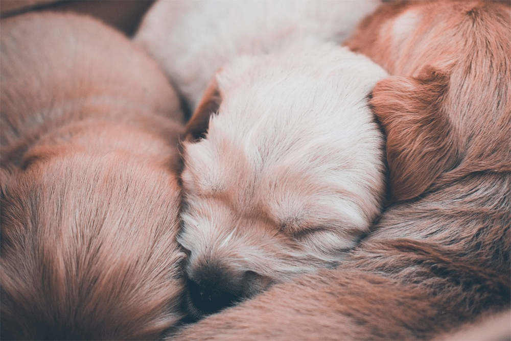 How many puppies do shih tzus have in a litter usually