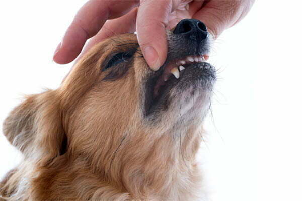 How many teeth does a chihuahua have