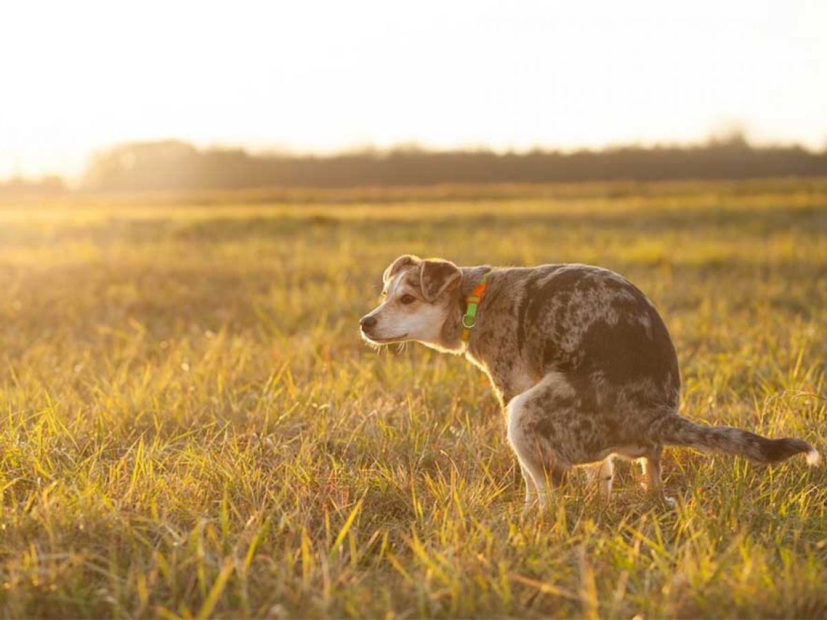 how many times should a puppy poop in a day