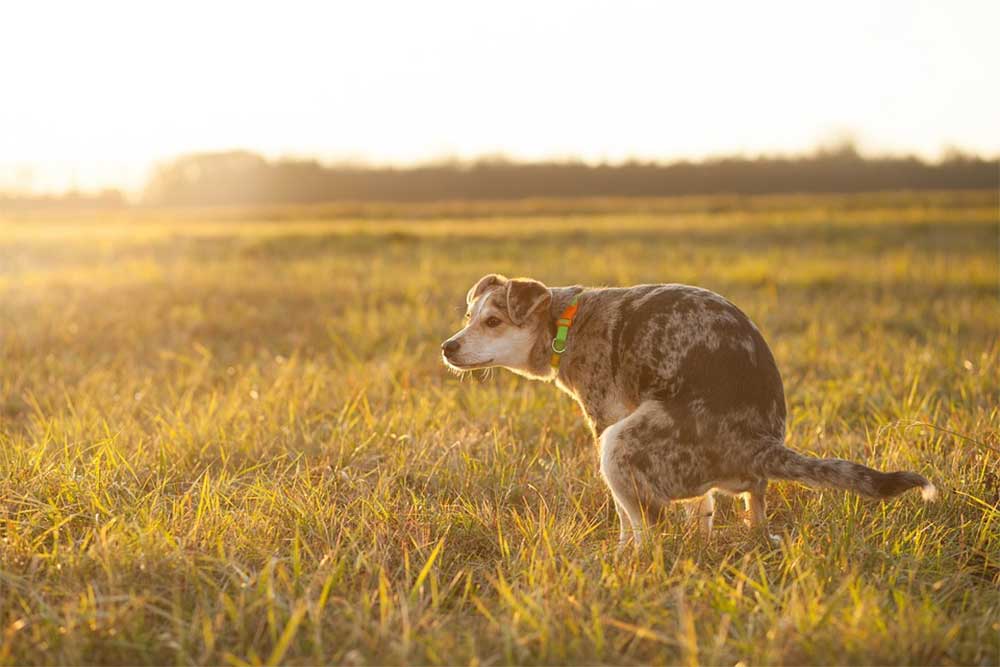 how many times a day should a puppy poop