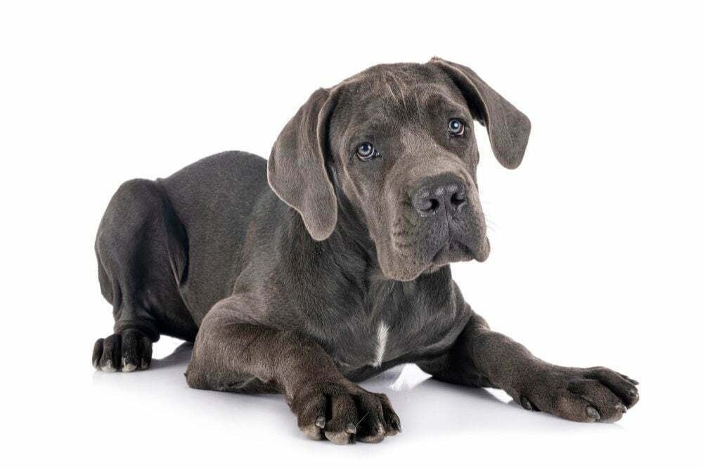 How much does a great dane cost2