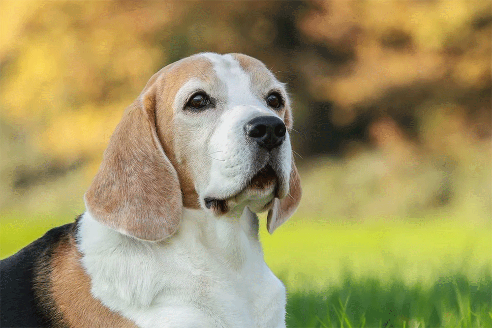 How much should a beagle eat