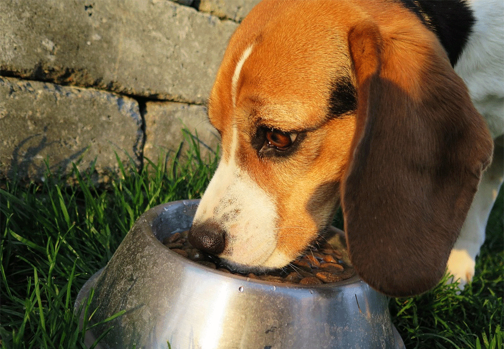 How much should a beagle eat. Gif1