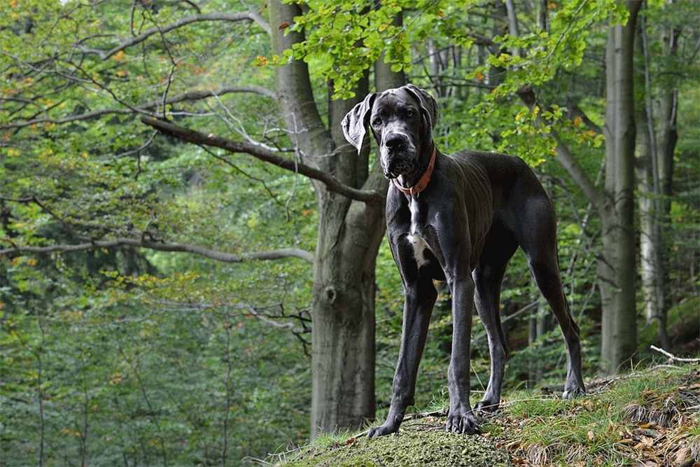 How much should a great dane eat on a daily basis and monthly. Gi1f