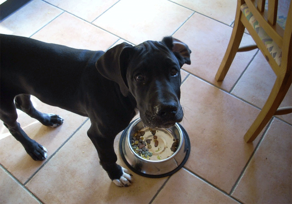 How much should a great dane eat on a daily basis and monthly