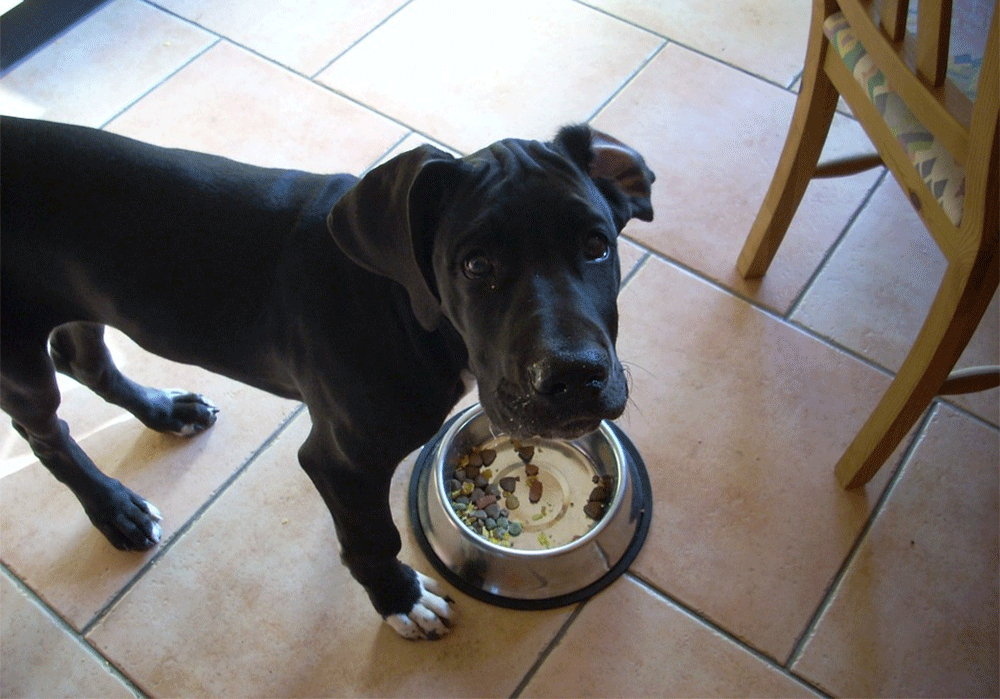 how much does a great dane eat per day