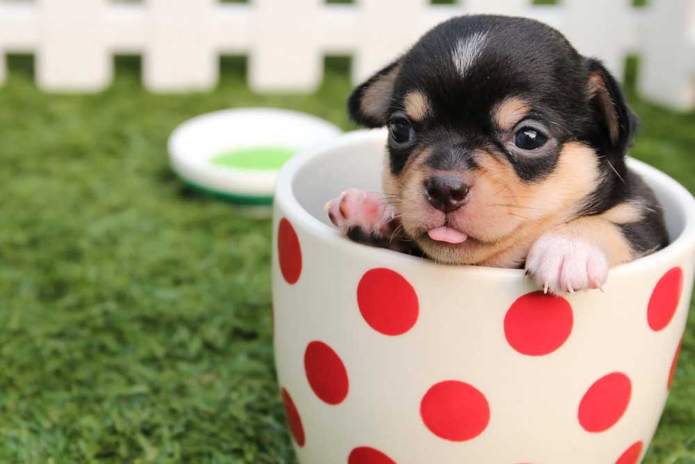 what is the puppy drink at starbucks