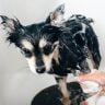 How often do dogs need a bath