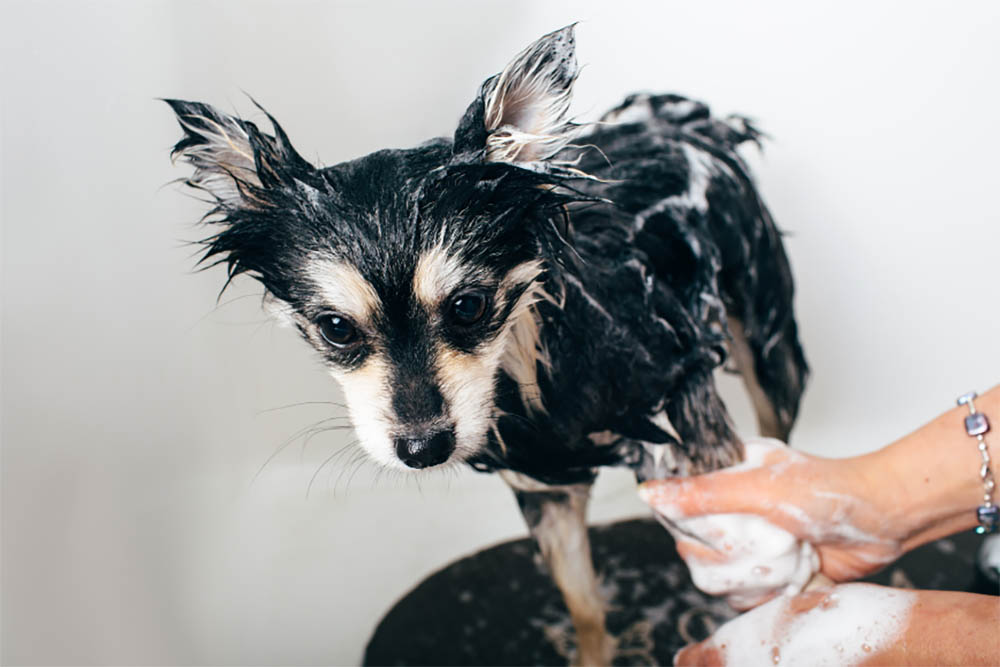 How often do dogs need a bath