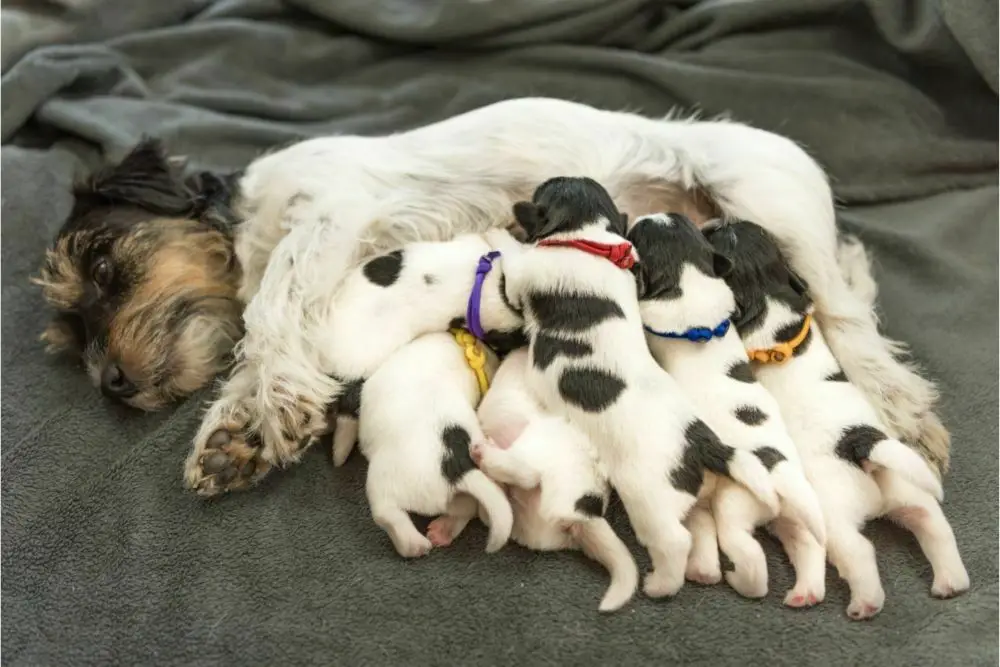 How old can a dog have puppies