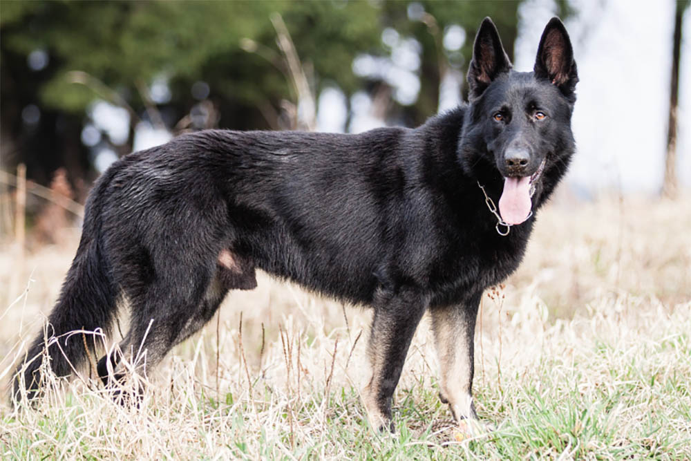 are black german shepherds rare