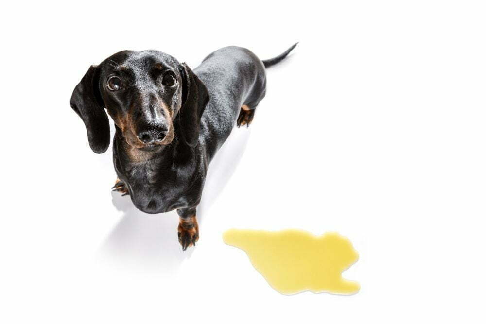 Do Dogs Pee In The House Out Of Spite How To Identify The Problem
