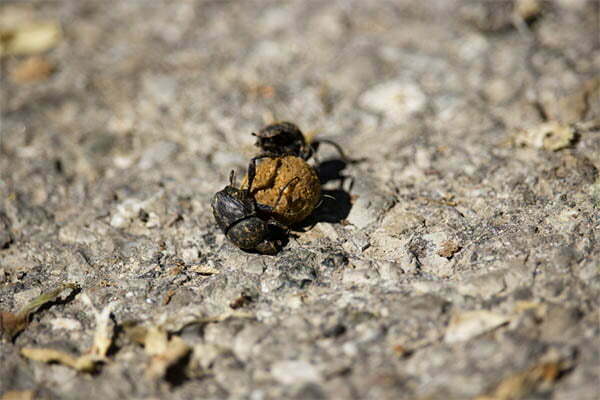 How do dung beetles do this