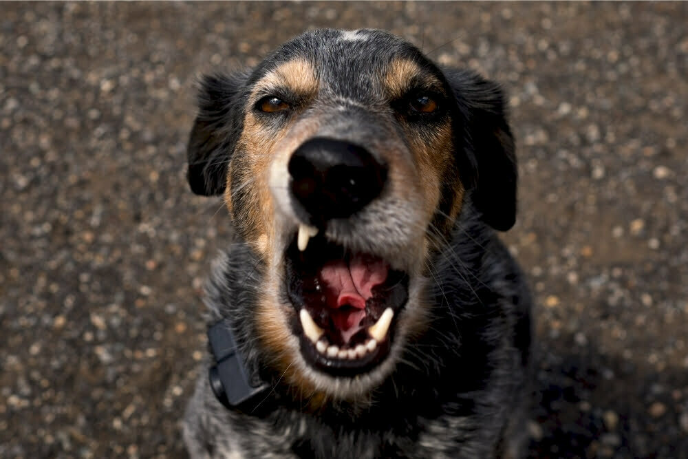 How do you calm a cattle dog