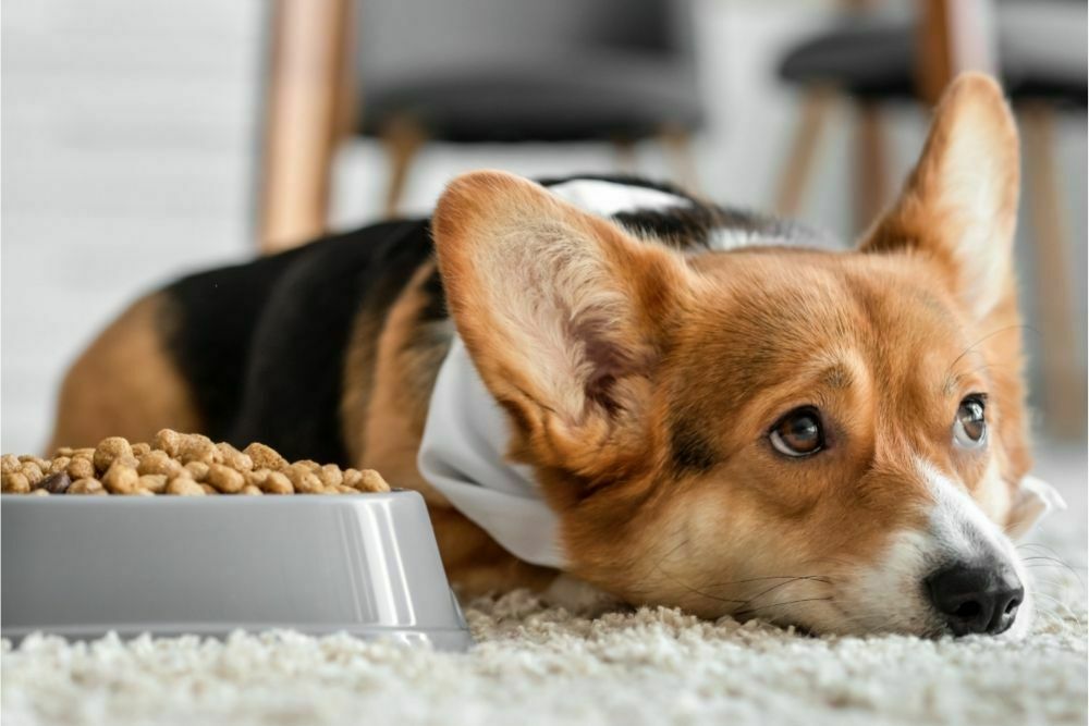 what food is best for acid reflux in dogs