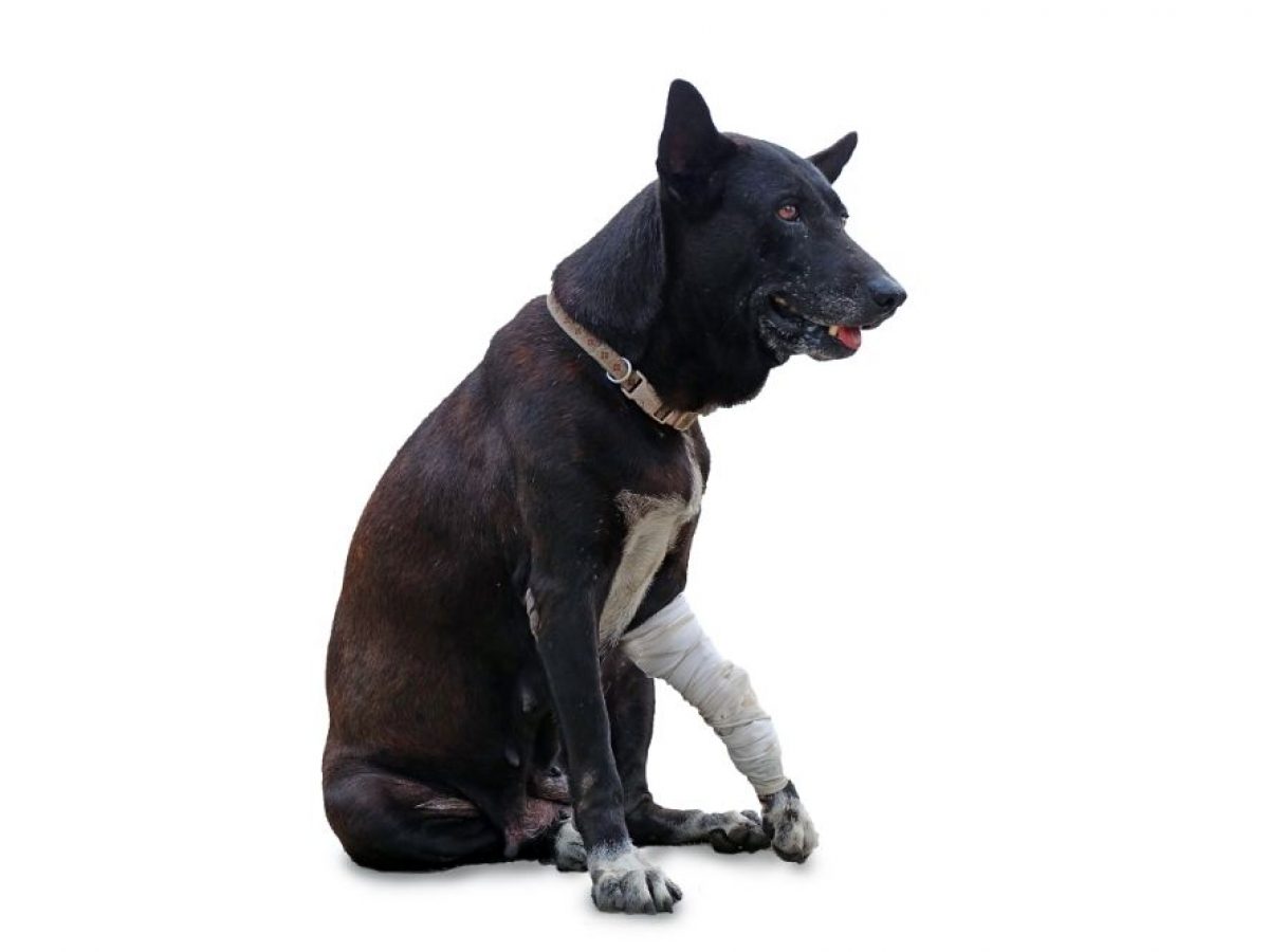 How Can I Tell If My Dogs Leg Is Broken