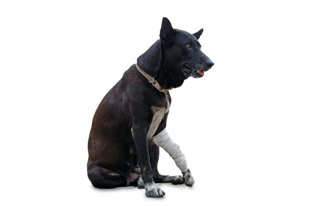 How do you tell if a dog has a broken leg