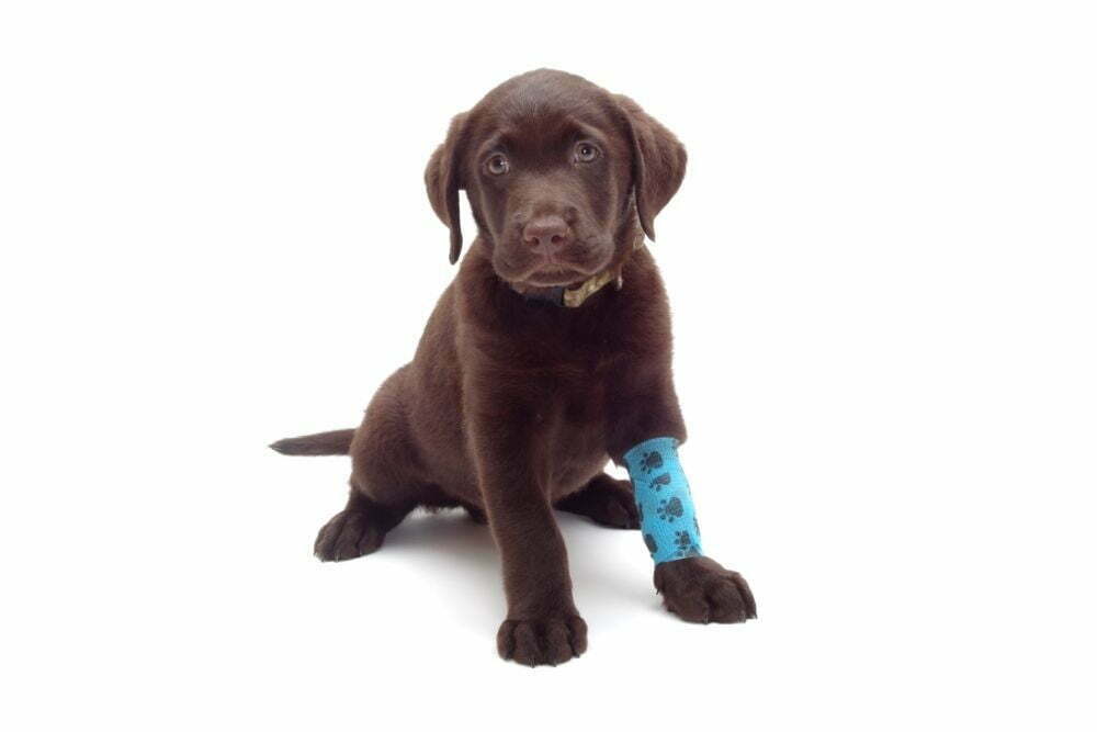How do you tell if a dog has a broken leg2