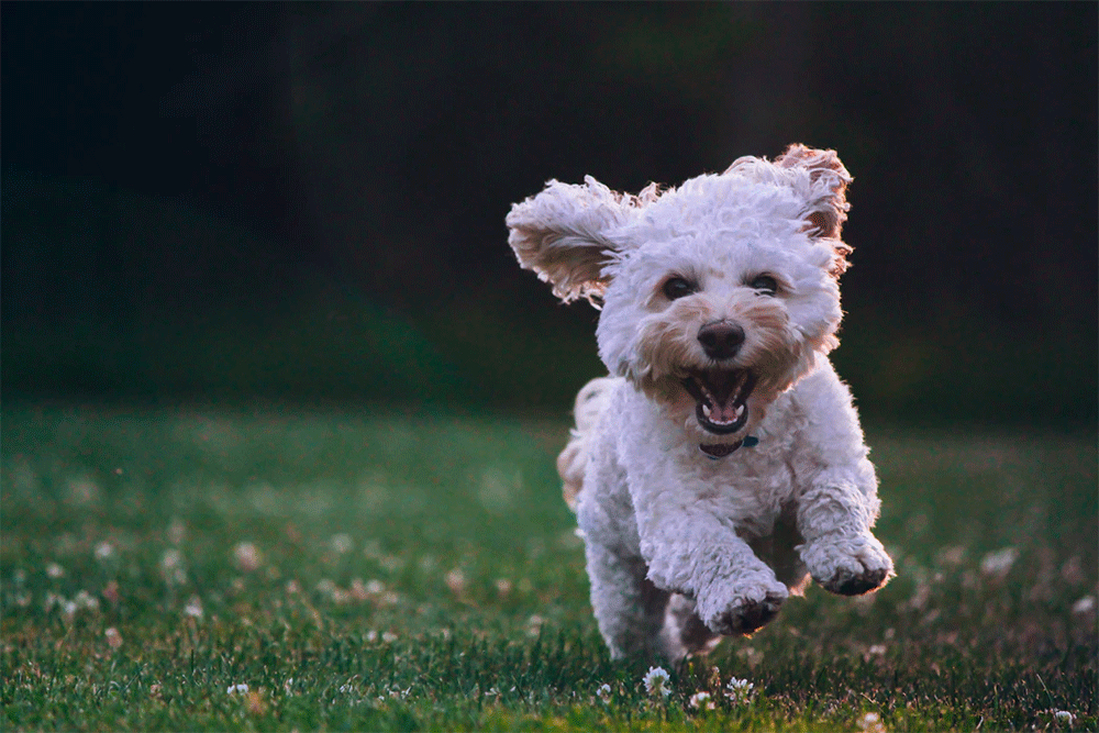 how long after feeding does a dog poop