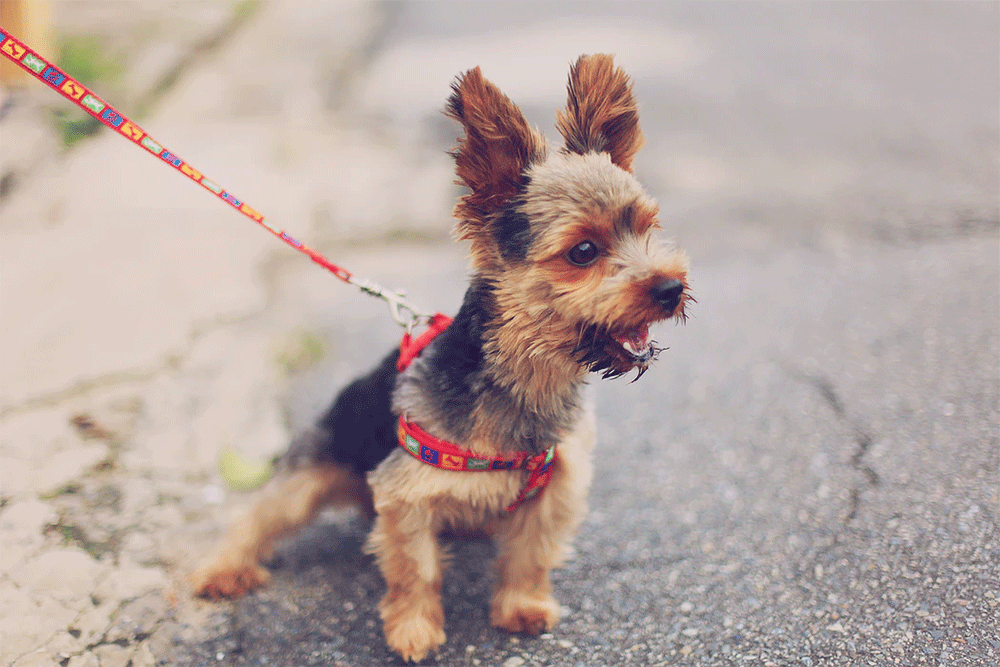 How Long After Eating Does A 10 Week Old Puppy Poop