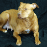 How long are pit bulls pregnant for. Gif1