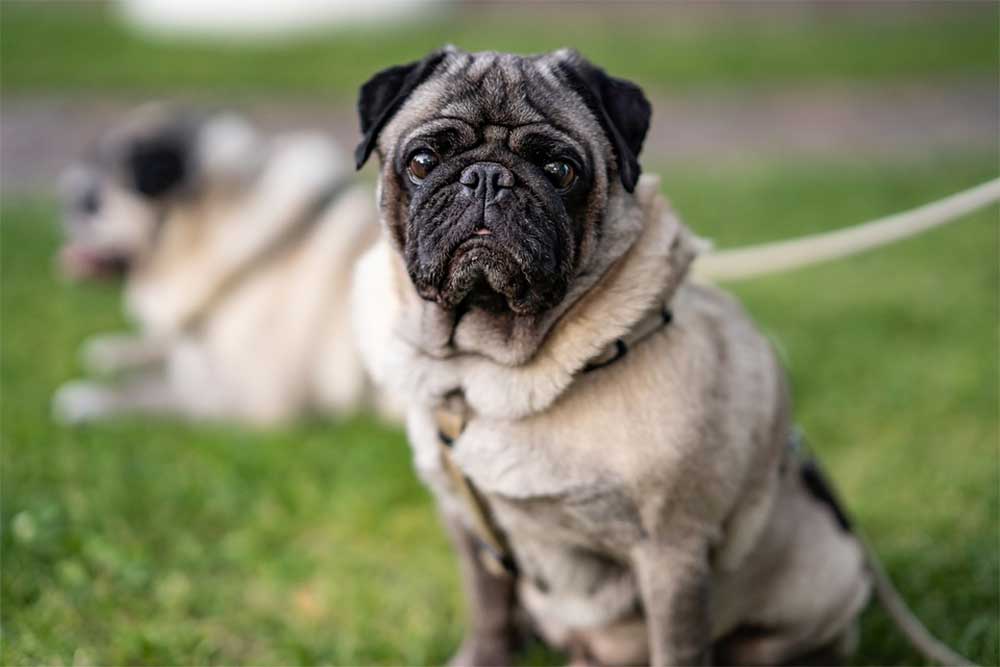 How long are pugs pregnant for1