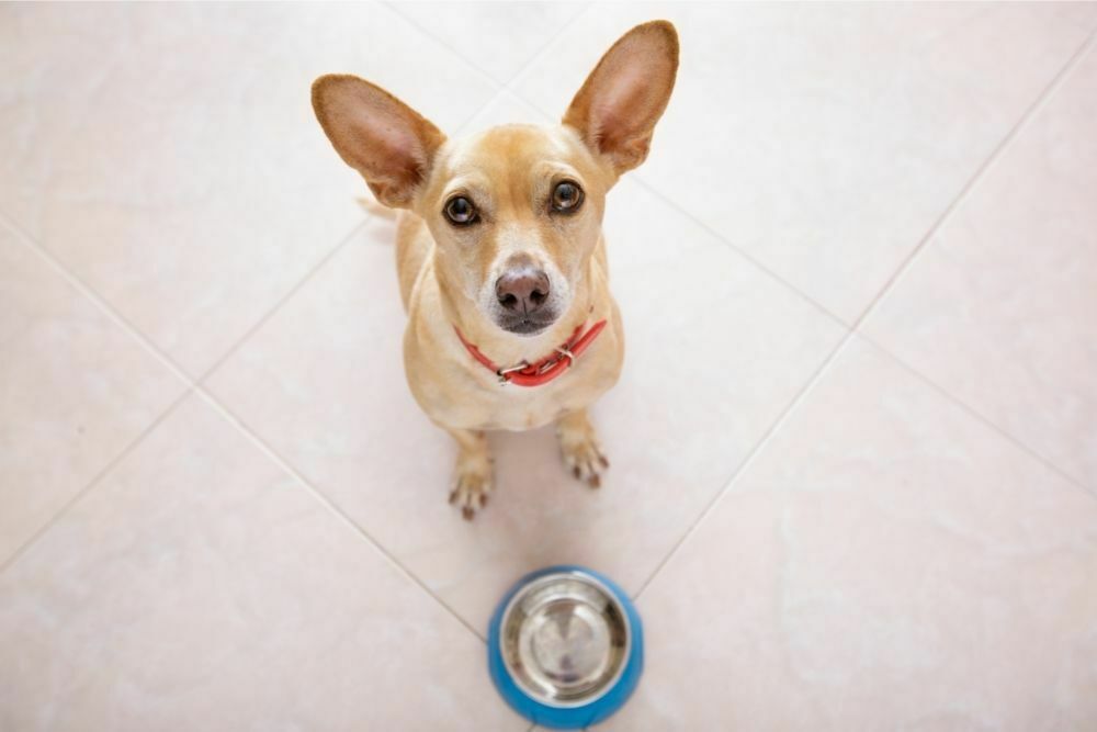 How Long Can A Dog Live Without Eating Or Drinking