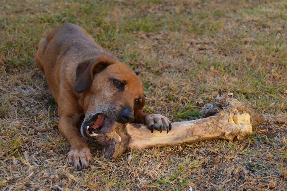 How long does it take for a dog to pass a bone