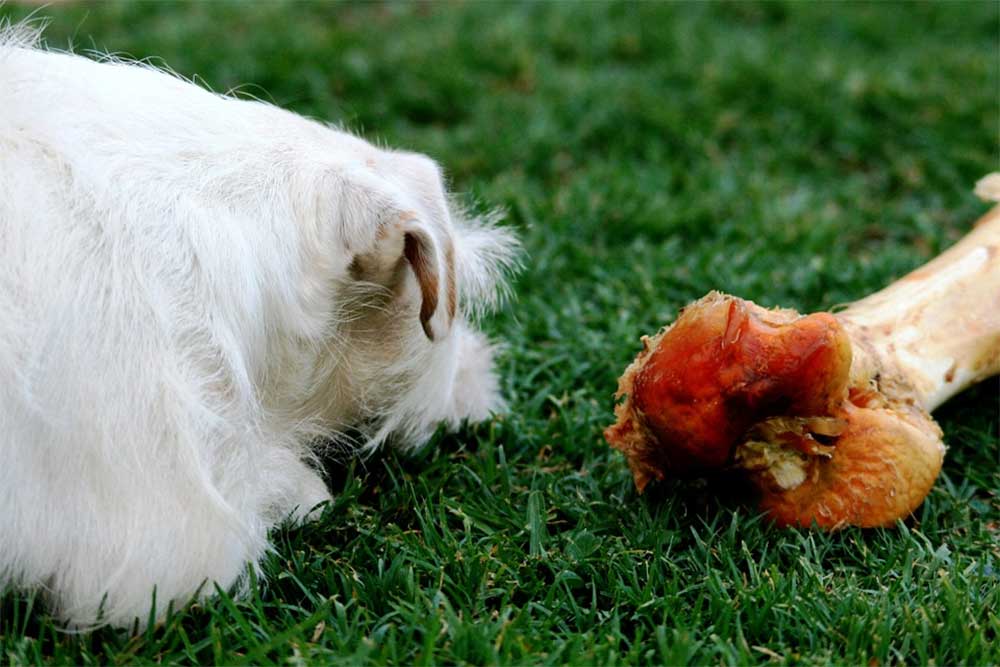 can dog stomach acid dissolve cooked bone