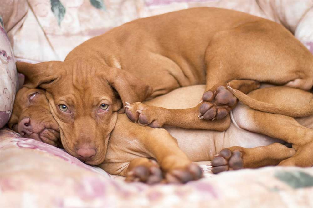 can a little male dog mate with a big female dog