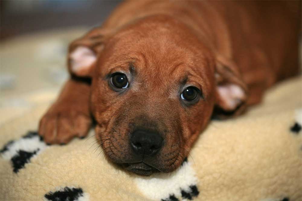 How many times a day should you feed a staffy puppy