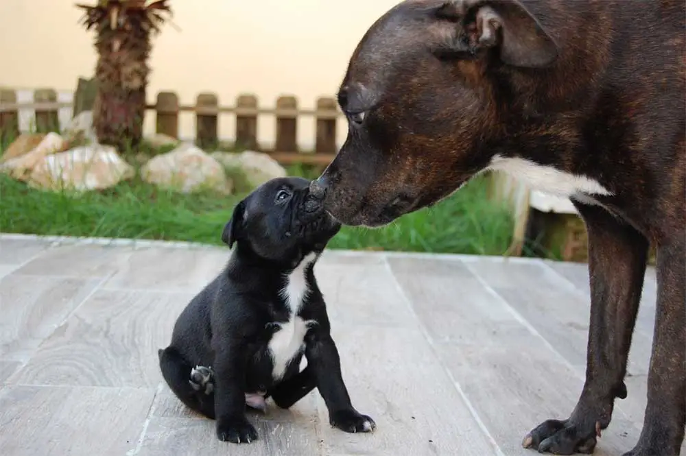 How many times a day should you feed a staffy puppy1