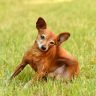 How much exercise does a miniature pinscher need