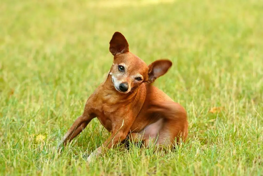 How much exercise does a miniature pinscher need