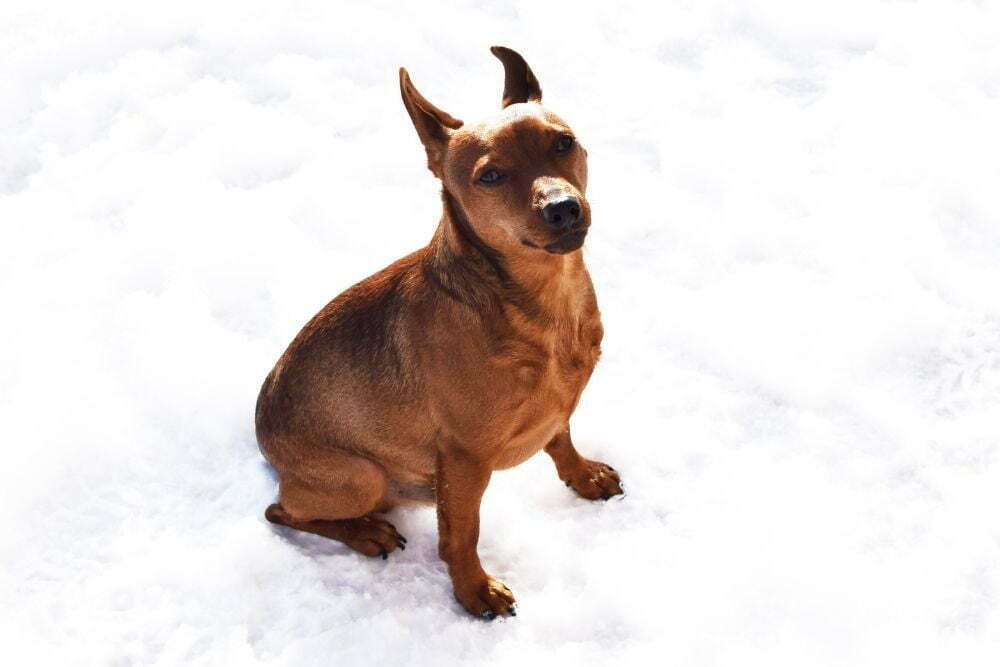 How much exercise does a miniature pinscher need2
