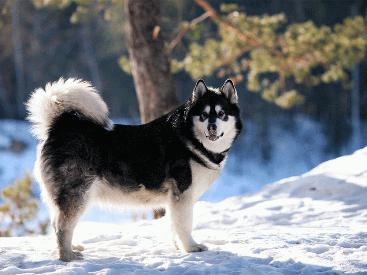 can you feed malamute dogs