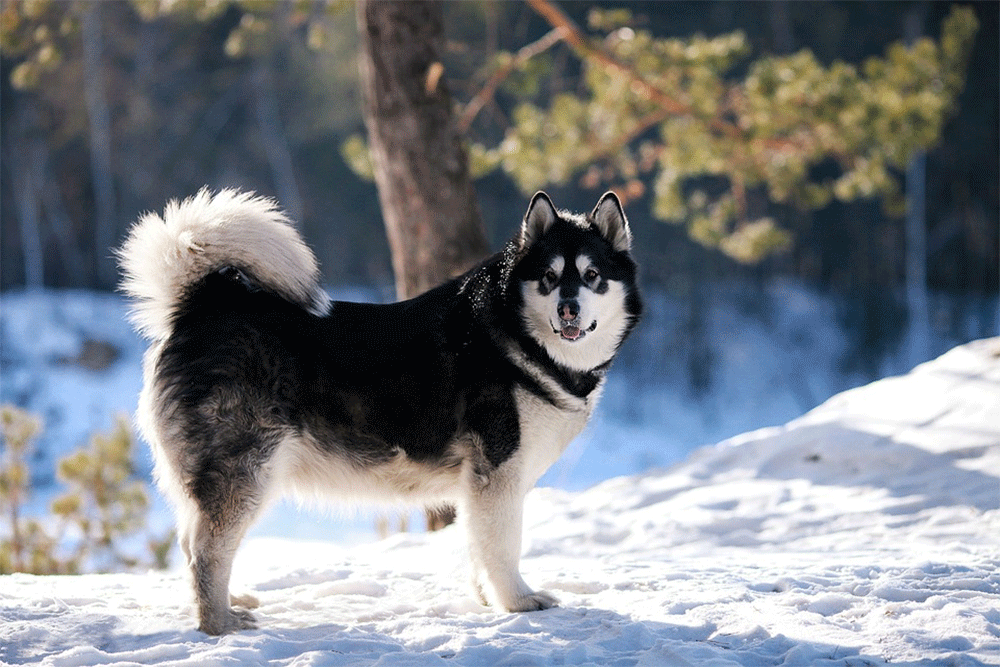 How much food do alaskan malamutes eat