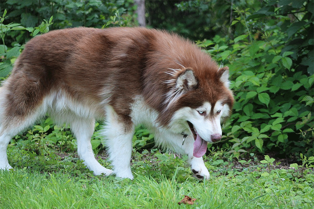 how much should i feed a adult female alaskan malamute