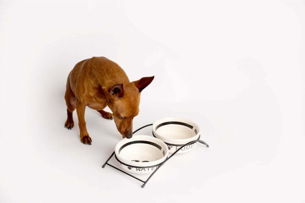 How much food do you feed a miniature pinscher