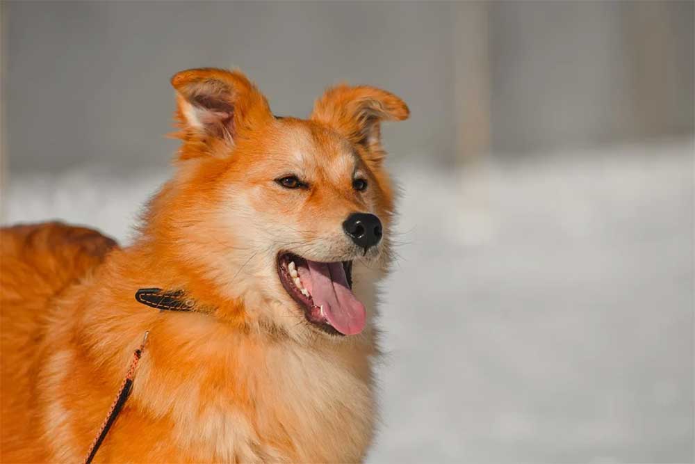 Can My Dog Go For A Walk After Being Neutered