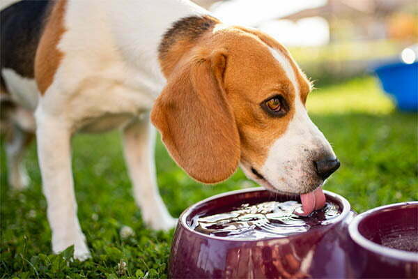 How to keep dog water from freezing