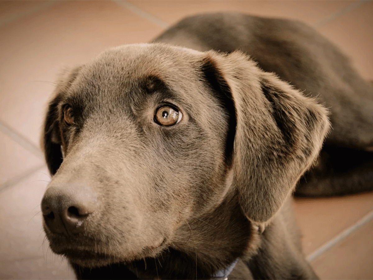 protect wall from dog scratching