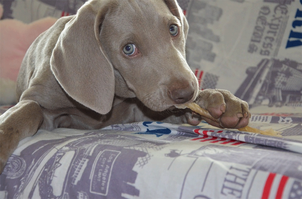 How to Protect Drywall from Your Dog: Stop Eating & Scratching?