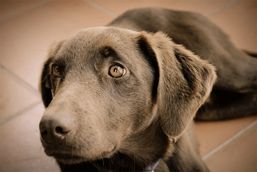 How to protect drywall from your dog stop eating walls and scratching